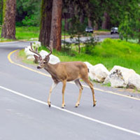 Baltimore Car Accident Lawyers discuss accidents caused by animals such as deer. 